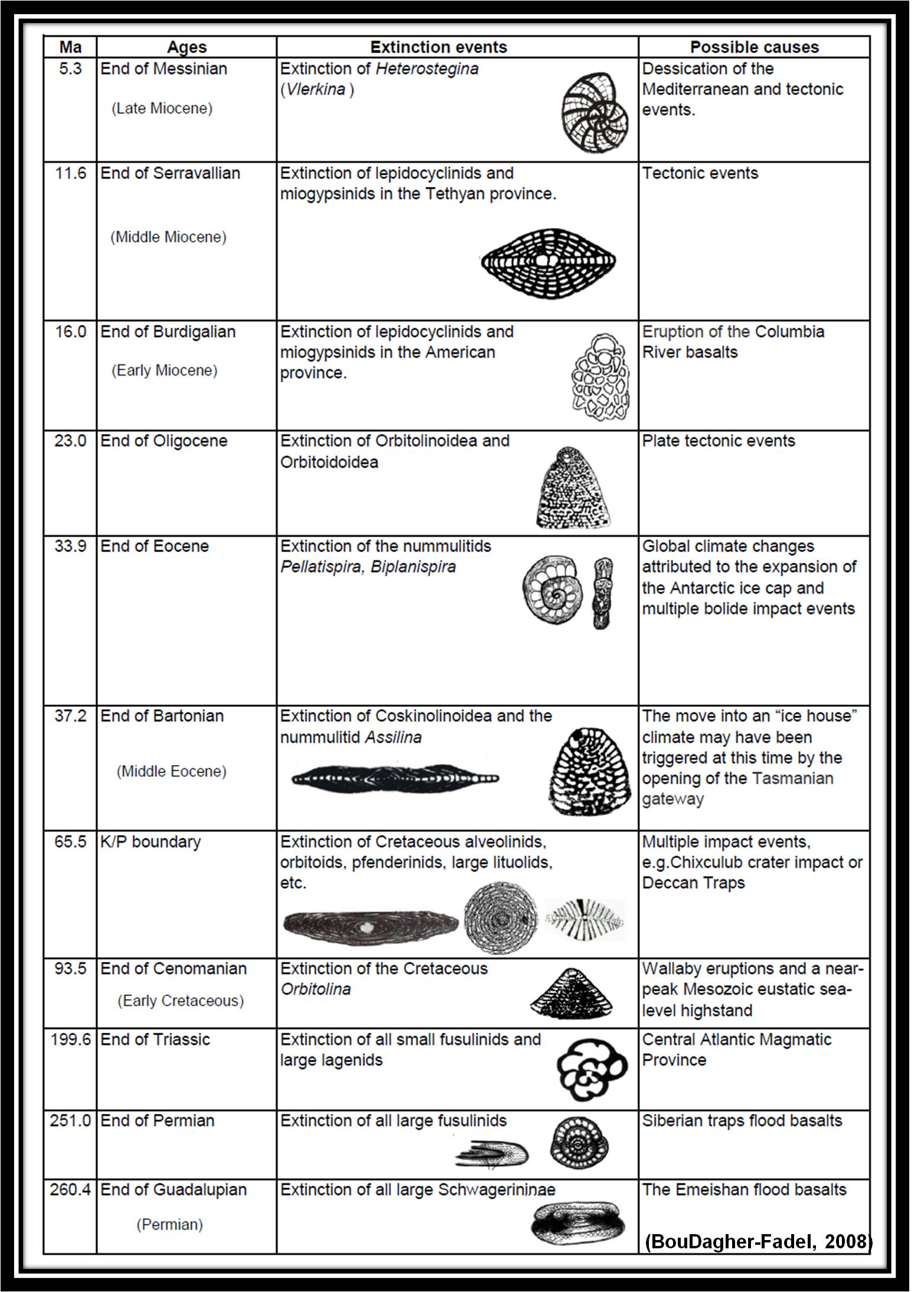 Fossil Classification Chart