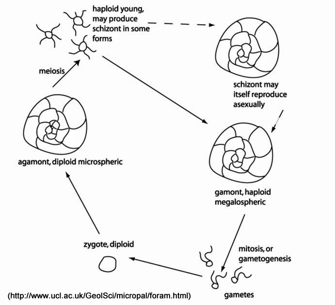 Phylogeny and Biology - SEPM strata