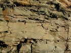 Barrier Facies of Pensylvannian Pottsville Formation, I. 75 just south of Jellico, Tennessee