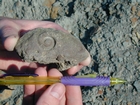 Mississippian Borden Formation, downslope just offshore clastic shelf in roadcut on Rt 801 Kentucky or the AA Highway