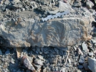 Mississippian Borden Formation, downslope just offshore clastic shelf in roadcut on Rt 801 Kentucky or the AA Highway