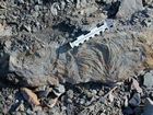 Mississippian Borden Formation, downslope just offshore clastic shelf in roadcut on Rt 801 Kentucky or the AA Highway