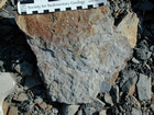 Mississippian Borden Formation, downslope just offshore clastic shelf in roadcut on Rt 801 Kentucky or the AA Highway