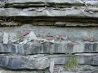 Mississippian Borden Formation, shelf with downslope fans and shales, I 64 just east of Morehead, Kentucky