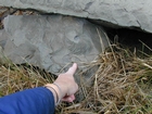 Mississippian Borden Formation, shelf with downslope fans and shales, I 64 just east of Morehead, Kentucky