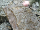 Mississippian Borden Formation, shelf with downslope fans and shales, I 64 just east of Morehead, Kentucky