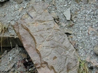 Mississippian Borden Formation, shelf with downslope fans and shales, I 64 just east of Morehead, Kentucky