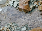 Mississippian Borden Formation, shelf with downslope fans and shales, I 64 just east of Morehead, Kentucky