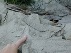 Mississippian Borden Formation, shelf with downslope fans and shales, I 64 just east of Morehead, Kentucky