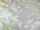 Mississippian Borden Formation, shelf with downslope fans and shales, I 64 just east of Morehead, Kentucky