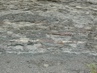 Mississippian Borden Formation, prodelta and shales, I 64 just east of Morehead, Kentucky