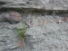 Road side outcrops expressing the geology of the stacked fluvial system sediments exposed in the Pennsylvanian Breathitt Formation just north of Louisa in Eastern Kentucky on US 23 on the western margin of the Appalachian Mountain foreland basin