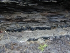 Road side outcrops expressing the geology of the stacked fluvial system sediments exposed in the Pennsylvanian Breathitt Formation just north of Louisa in Eastern Kentucky on US 23 on the western margin of the Appalachian Mountain foreland basin