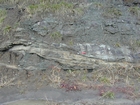 Road side outcrops expressing the geology of the stacked fluvial system sediments exposed in the Pennsylvanian Breathitt Formation just north of Louisa in Eastern Kentucky on US 23 on the western margin of the Appalachian Mountain foreland basin