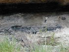 Delta Mouth Bar has eroded down to underlying Coal capping a seat earth