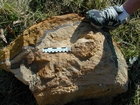 Mississippian Newman Formation South of Morehead on Rt 801 Eastern Kentucky contact with underlying soils of the next shoaling upward cycle