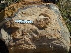 Mississippian Newman Formation South of Morehead on Rt 801 Eastern Kentucky contact with underlying soils of the next shoaling upward cycle