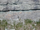 Mississippian Newman Formation South of Morehead on Rt 801 Eastern Kentucky contact with underlying soils of the next shoaling upward cycle