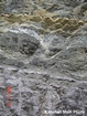 Outcrop of Storm Layers Nolichucky Cambrian Algal Mounds near Lebanon Virginia Rt 58 in ridge and valley region of Appalachian Mountains