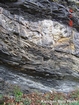 Limestone Ribbons Nolichucky Cambrian Algal Mounds near Lebanon Virginia Rt 58 in ridge and valley region of Appalachian Mountains