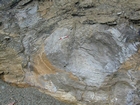 Algal mounds, ooid shoals, micrite ribbons, and shale at the base of the section in the roadcut along US Rt. 58 east of St Paul, Virginia. The outcrop exhibits an overall transgressive to regressive cycle (deepening & shoaling upward) in the Cambrian, Nolichucky Formation