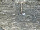 Algal mounds, ooid shoals, micrite ribbons, and shale at the base of the section in the roadcut along US Rt. 58 east of St Paul, Virginia. The outcrop exhibits an overall transgressive to regressive cycle (deepening & shoaling upward) in the Cambrian, Nolichucky Formation