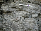 Algal mounds, ooid shoals, micrite ribbons, and shale at the base of the section in the roadcut along US Rt. 58 east of St Paul, Virginia. The outcrop exhibits an overall transgressive to regressive cycle (deepening & shoaling upward) in the Cambrian, Nolichucky Formation