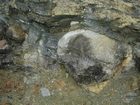 Algal mounds, ooid shoals, micrite ribbons, and shale at the base of the section in the roadcut along US Rt. 58 east of St Paul, Virginia. The outcrop exhibits an overall transgressive to regressive cycle (deepening & shoaling upward) in the Cambrian, Nolichucky Formation