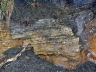 Algal mounds, ooid shoals, micrite ribbons, and shale at the base of the section in the roadcut along US Rt. 58 east of St Paul, Virginia. The outcrop exhibits an overall transgressive to regressive cycle (deepening & shoaling upward) in the Cambrian, Nolichucky Formation