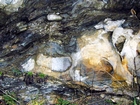 Algal mounds, ooid shoals, micrite ribbons, and shale at the base of the section in the roadcut along US Rt. 58 east of St Paul, Virginia. The outcrop exhibits an overall transgressive to regressive cycle (deepening & shoaling upward) in the Cambrian, Nolichucky Formation