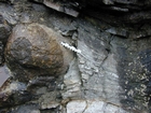 Algal mounds, ooid shoals, micrite ribbons, and shale at the base of the section in the roadcut along US Rt. 58 east of St Paul, Virginia. The outcrop exhibits an overall transgressive to regressive cycle (deepening & shoaling upward) in the Cambrian, Nolichucky Formation