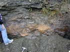 Algal mounds, ooid shoals, micrite ribbons, and shale at the base of the section in the roadcut along US Rt. 58 east of St Paul, Virginia. The outcrop exhibits an overall transgressive to regressive cycle (deepening & shoaling upward) in the Cambrian, Nolichucky Formation