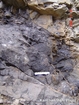 Algal mounds, ooid shoals, micrite ribbons, and shale at the base of the section in the roadcut along US Rt. 58 east of St Paul, Virginia. The outcrop exhibits an overall transgressive to regressive cycle (deepening & shoaling upward) in the Cambrian, Nolichucky Formation