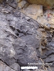 Algal mounds, ooid shoals, micrite ribbons, and shale at the base of the section in the roadcut along US Rt. 58 east of St Paul, Virginia. The outcrop exhibits an overall transgressive to regressive cycle (deepening & shoaling upward) in the Cambrian, Nolichucky Formation