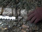 Algal mounds, ooid shoals, micrite ribbons, and shale at the base of the section in the roadcut along US Rt. 58 east of St Paul, Virginia. The outcrop exhibits an overall transgressive to regressive cycle (deepening & shoaling upward) in the Cambrian, Nolichucky Formation