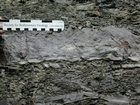 Algal mounds, ooid shoals, micrite ribbons, and shale at the base of the section in the roadcut along US Rt. 58 east of St Paul, Virginia. The outcrop exhibits an overall transgressive to regressive cycle (deepening & shoaling upward) in the Cambrian, Nolichucky Formation