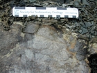 Algal mounds, ooid shoals, micrite ribbons, and shale at the base of the section in the roadcut along US Rt. 58 east of St Paul, Virginia. The outcrop exhibits an overall transgressive to regressive cycle (deepening & shoaling upward) in the Cambrian, Nolichucky Formation