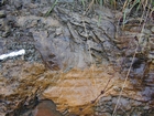 Algal mounds, ooid shoals, micrite ribbons, and shale at the base of the section in the roadcut along US Rt. 58 east of St Paul, Virginia. The outcrop exhibits an overall transgressive to regressive cycle (deepening & shoaling upward) in the Cambrian, Nolichucky Formation