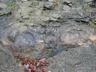 Algal mounds, ooid shoals, micrite ribbons, and shale at the base of the section in the roadcut along US Rt. 58 east of St Paul, Virginia. The outcrop exhibits an overall transgressive to regressive cycle (deepening & shoaling upward) in the Cambrian, Nolichucky Formation