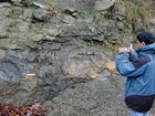 Algal mounds, ooid shoals, micrite ribbons, and shale at the base of the section in the roadcut along US Rt. 58 east of St Paul, Virginia. The outcrop exhibits an overall transgressive to regressive cycle (deepening & shoaling upward) in the Cambrian, Nolichucky Formation