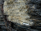 Algal mounds, ooid shoals, micrite ribbons, and shale at the base of the section in the roadcut along US Rt. 58 east of St Paul, Virginia. The outcrop exhibits an overall transgressive to regressive cycle (deepening & shoaling upward) in the Cambrian, Nolichucky Formation