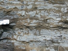 Algal mounds, ooid shoals, micrite ribbons, and shale at the base of the section in the roadcut along US Rt. 58 east of St Paul, Virginia. The outcrop exhibits an overall transgressive to regressive cycle (deepening & shoaling upward) in the Cambrian, Nolichucky Formation