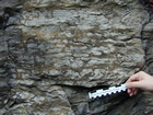 Algal mounds, ooid shoals, micrite ribbons, and shale at the base of the section in the roadcut along US Rt. 58 east of St Paul, Virginia. The outcrop exhibits an overall transgressive to regressive cycle (deepening & shoaling upward) in the Cambrian, Nolichucky Formation