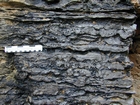 Algal mounds, ooid shoals, micrite ribbons, and shale at the base of the section in the roadcut along US Rt. 58 east of St Paul, Virginia. The outcrop exhibits an overall transgressive to regressive cycle (deepening & shoaling upward) in the Cambrian, Nolichucky Formation