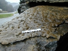 Algal mounds, ooid shoals, micrite ribbons, and shale at the base of the section in the roadcut along US Rt. 58 east of St Paul, Virginia. The outcrop exhibits an overall transgressive to regressive cycle (deepening & shoaling upward) in the Cambrian, Nolichucky Formation