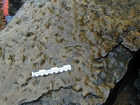 Algal mounds, ooid shoals, micrite ribbons, and shale at the base of the section in the roadcut along US Rt. 58 east of St Paul, Virginia. The outcrop exhibits an overall transgressive to regressive cycle (deepening & shoaling upward) in the Cambrian, Nolichucky Formation