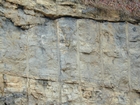 Algal mounds, ooid shoals, micrite ribbons, and shale at the base of the section in the roadcut along US Rt. 58 east of St Paul, Virginia. The outcrop exhibits an overall transgressive to regressive cycle (deepening & shoaling upward) in the Cambrian, Nolichucky Formation