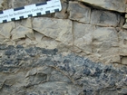 Algal mounds, ooid shoals, micrite ribbons, and shale at the base of the section in the roadcut along US Rt. 58 east of St Paul, Virginia. The outcrop exhibits an overall transgressive to regressive cycle (deepening & shoaling upward) in the Cambrian, Nolichucky Formation