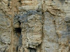 east of St Paul, Virginia. The outcrop exhibits an overall transgressive to regressive cycle (deepening & shoaling upward) in the Cambrian, Nolichucky Formation