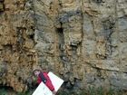 Algal mounds, ooid shoals, micrite ribbons, and shale at the base of the section in the roadcut along US Rt. 58 east of St Paul, Virginia. The outcrop exhibits an overall transgressive to regressive cycle (deepening & shoaling upward) in the Cambrian, Nolichucky Formation